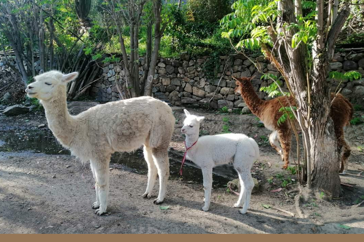 Hotel Normandie Tarma